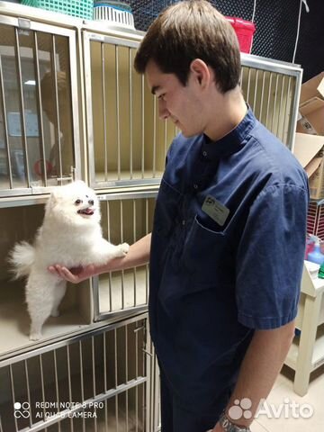 Стрижка собак и кошек (Грумер, Ветеринар)