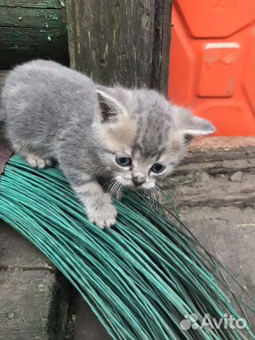 Шотландские котята