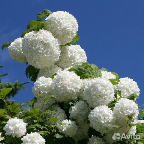 Бульденеж Розеум