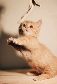 Фотосъемка животных/фотограф анималист