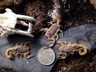 Древесный скорпион из Южной Америки