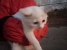 Мальчик обычная порода цвета рыжа белого котёнку 6 объявление продам