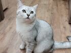 Британский кот вязка