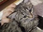 Сибирский котёнок бесплатно объявление продам