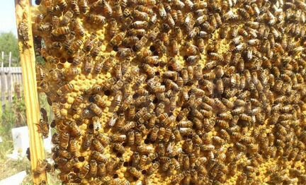 Продаю пчелосемьи и пчелопакеты