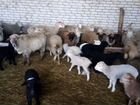 Продам овец двадцать матки и двадцать ягнят двести объявление продам