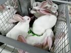 Кролики Hycole для разведения потомства