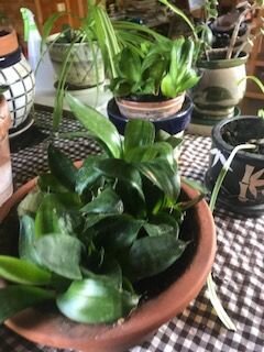 Продам комнатные цветы