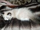 Котёнок селкирк-рекс объявление продам