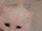 Белый котенок с цветными глазами
