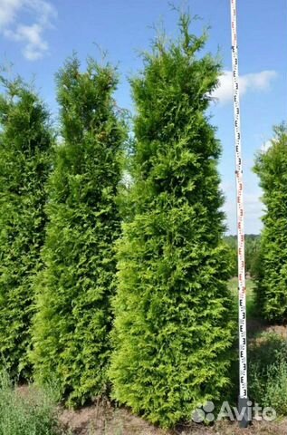 Туя брабант