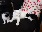 Котята от кошки турецкая ангора в добрые руки объявление продам