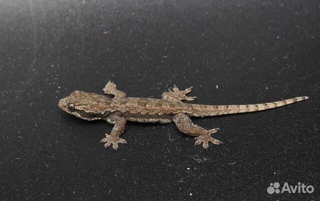 Плоскохвостый домашний геккон (кормовой)