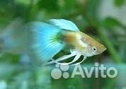 Аквариумные рыбки