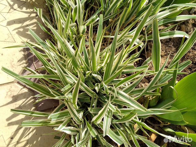 Садовые растения 1