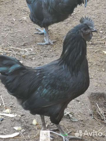 Петух чёрный (ухейилюй)