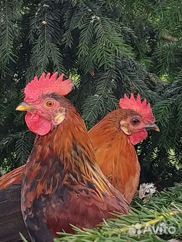 Петушок бентамка