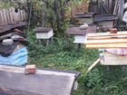 Продам пчелосемьи
