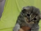 Котята в добрые руки приучены к лотку объявление продам