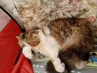Персидский кот вязка объявление продам