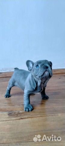 Французский голубой бульдог щенки