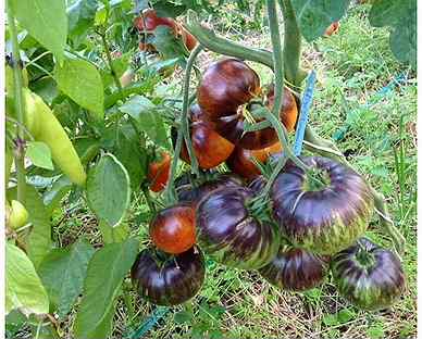 Томат мечта алисы характеристика. Томат мечта алисы семена. Томат мечты алисы описание сорта. Томаты мечты алисы описание сорта. Мечта алисы томат описание.