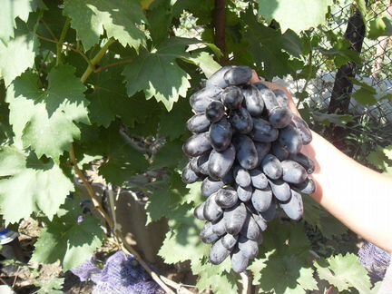 Саженцы винограда