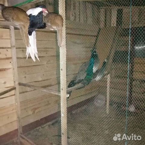 Павлины, Фазан Серебристый