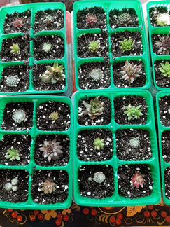 Молодило каменная роза