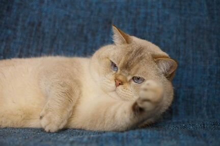 Клубный британец котик