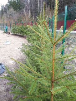 Ель обыкновенная живая изгородь