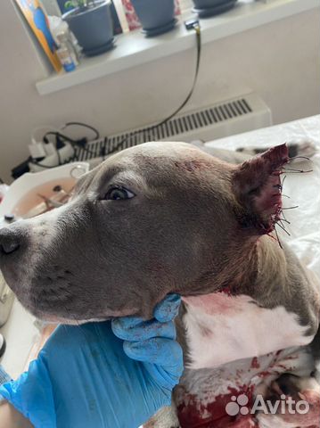 Купирование ушей и хвостов