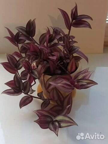 Традесканция