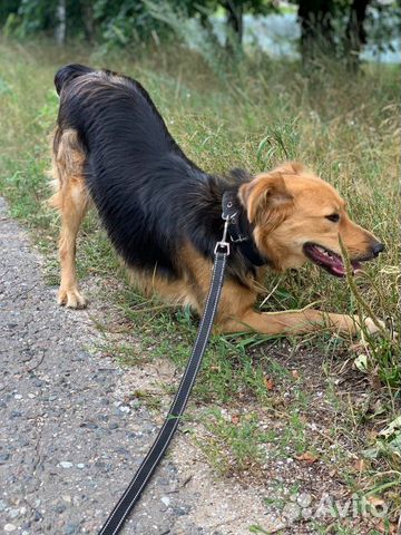 Собака Мотечка