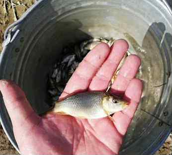 Мальки карпа белого амура. Малек сазана. Мальки карпа белого амура. Малек толстолобика. Мальков белого амура.