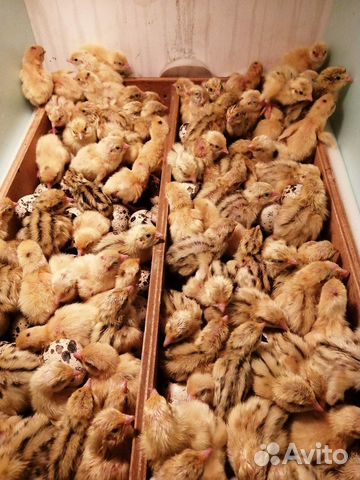 Инкубационное яйцо, цыплята, несушки перепелов