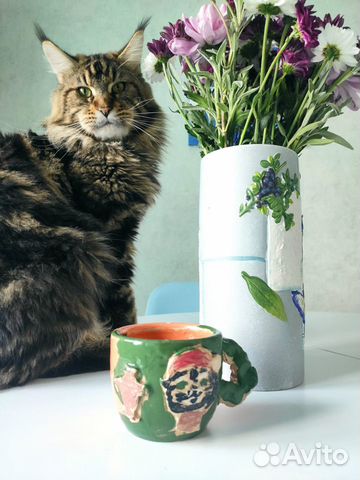 Кот мейн-кун вязка