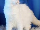 Белая кошка с разными глазами бесплатно