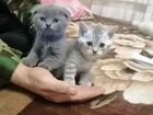 Шатланские котята объявление продам