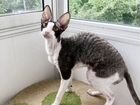 Нежный ласковый котик объявление продам