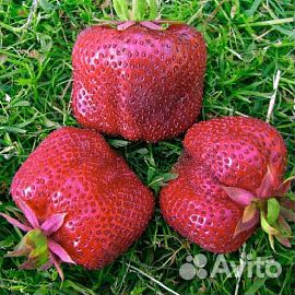 Клубника сорт камрад победитель (Конрад)