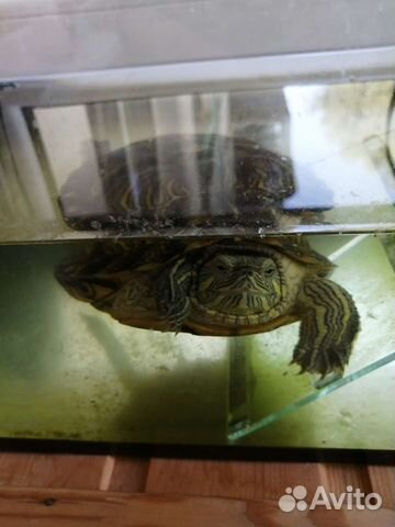 Красноухая черепаха с аквариумом и с фильтром