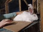 Кролики Ризены объявление продам