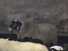 Романовские овцематки покрытые чистокровным Дорпер объявление продам