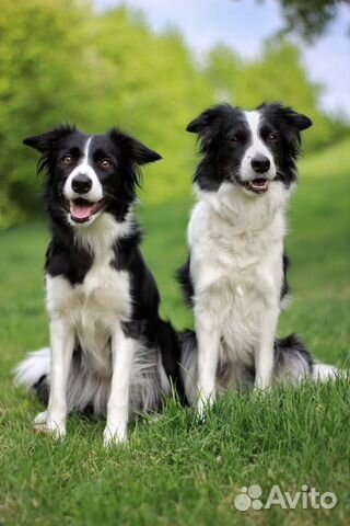 Дрессировка собак