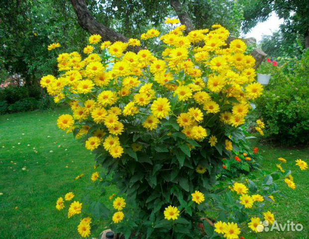 Гелиопсис - солнечная ромашка