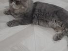 Продам персидского котенка объявление продам