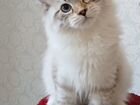Невские маскарадные котята из питомника Морозко