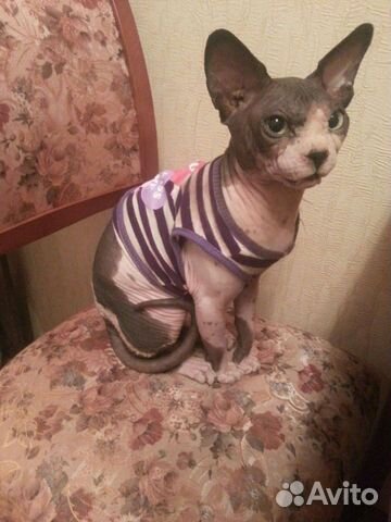 Канадский сфинкс вязка