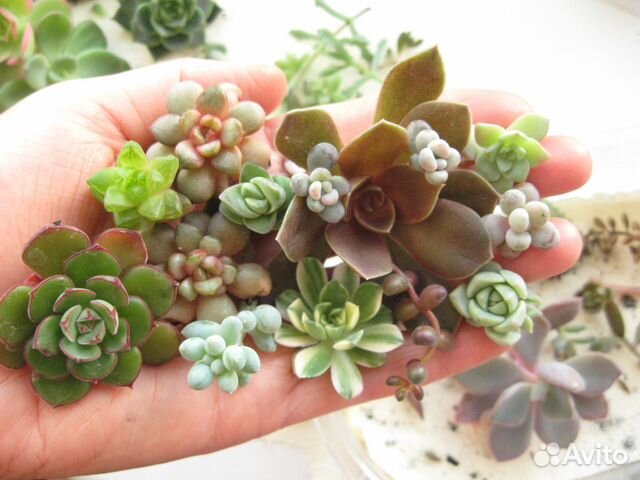 Цветные, пёстрые, розеточные суккуленты